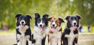 group of border collies