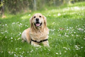 golden retriever laying in meadow