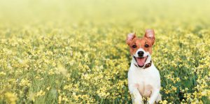 jack russell terrier dog in flower field